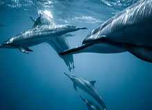 登录入口-LCK：Doran阿卡丽落地收割双杀，T1小龙团1换3大胜HLE